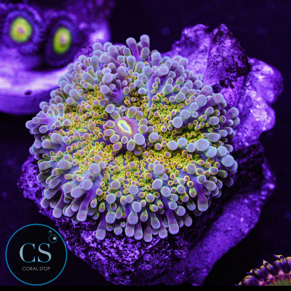 Rainbow Yuma Mushroom