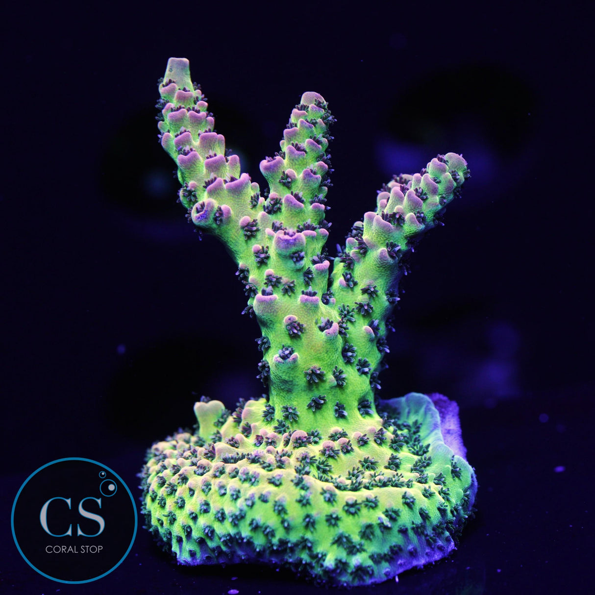 CS BRIGHT LIGHT ACRO