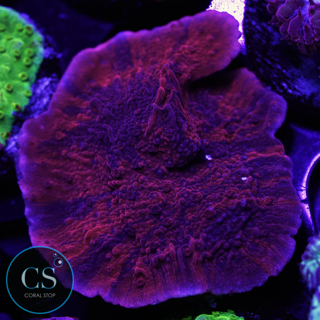 CHERRY GARCIA GRAFTED MONTI LARGE