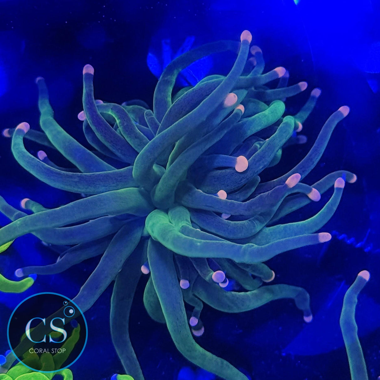 FAIRY GODMOTHER TORCH