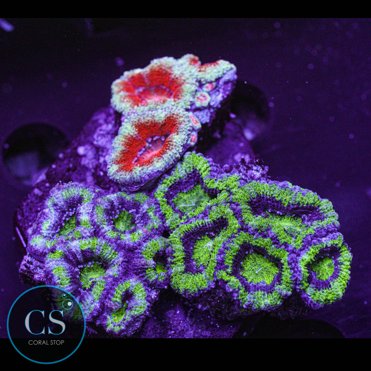 Acan Puck Colony
