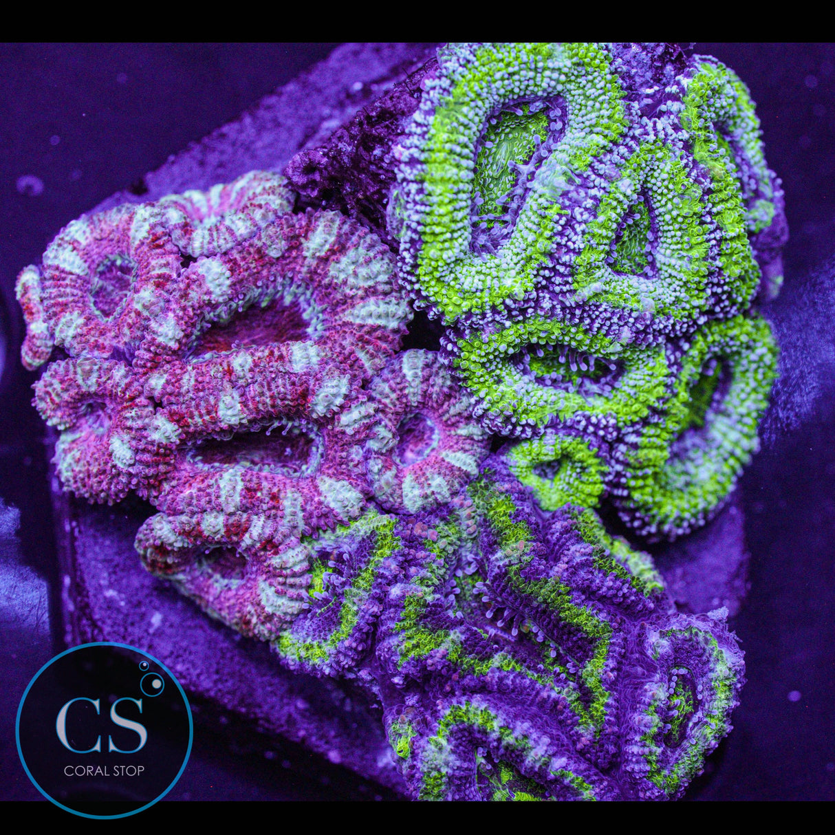 Acan Puck Colony
