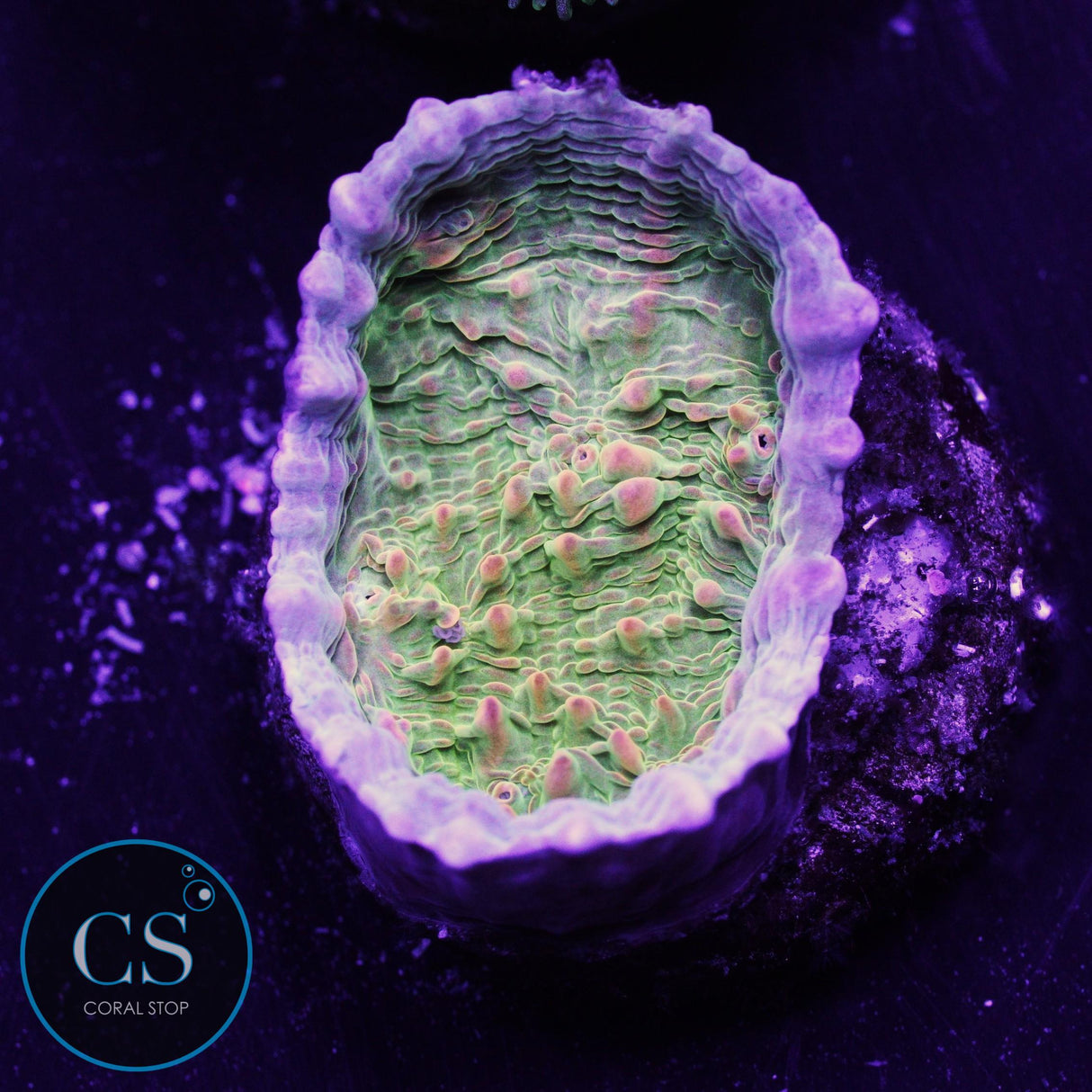 Dragon Fruit Chalice