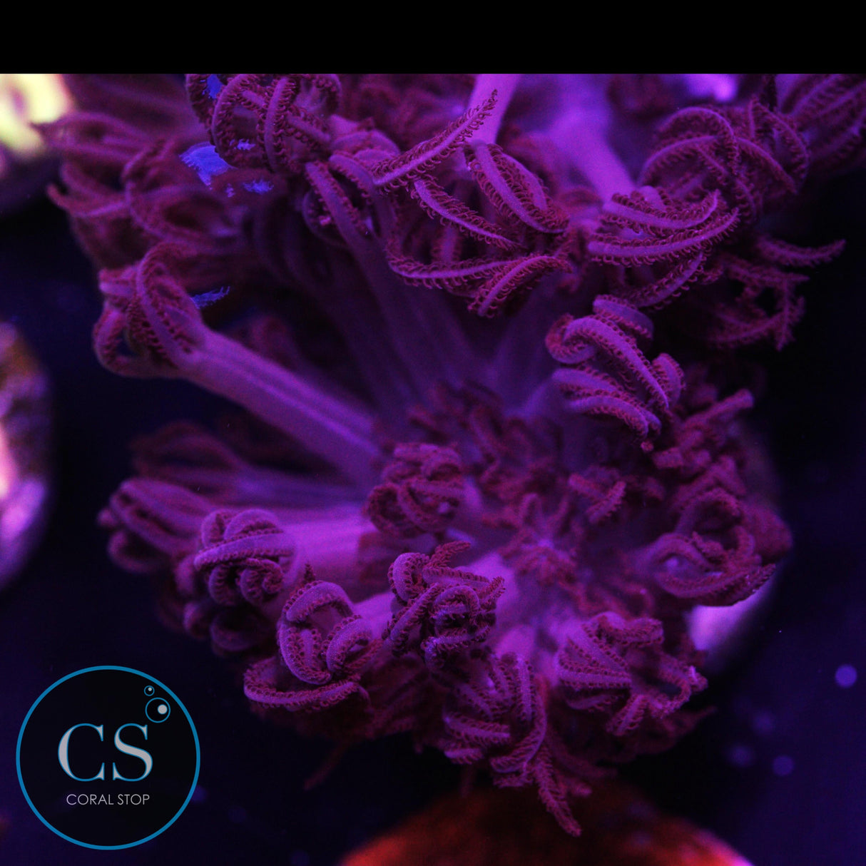 Rare Red Pulsing Xenia