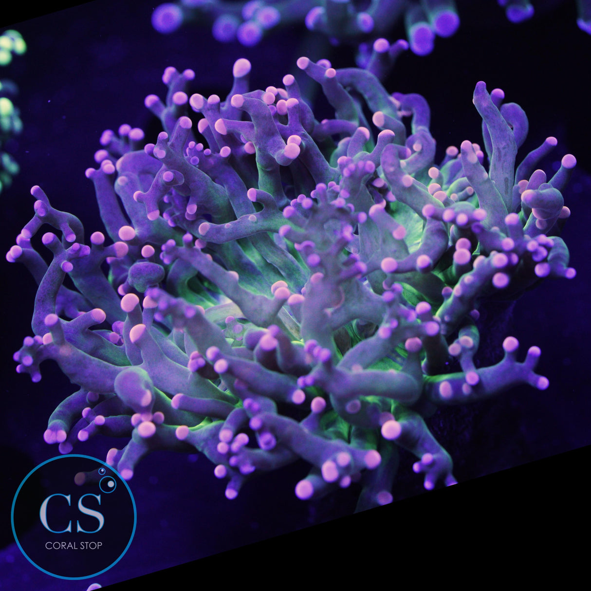 Miami Hurricane Frogspawn