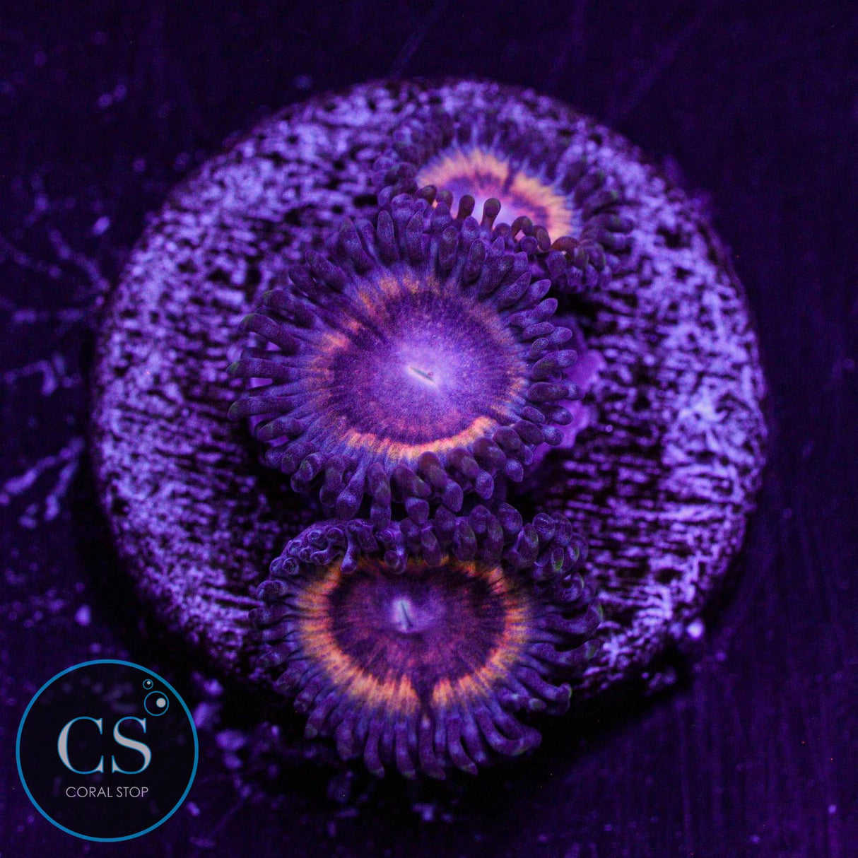 KC Blood Sucker Zoa