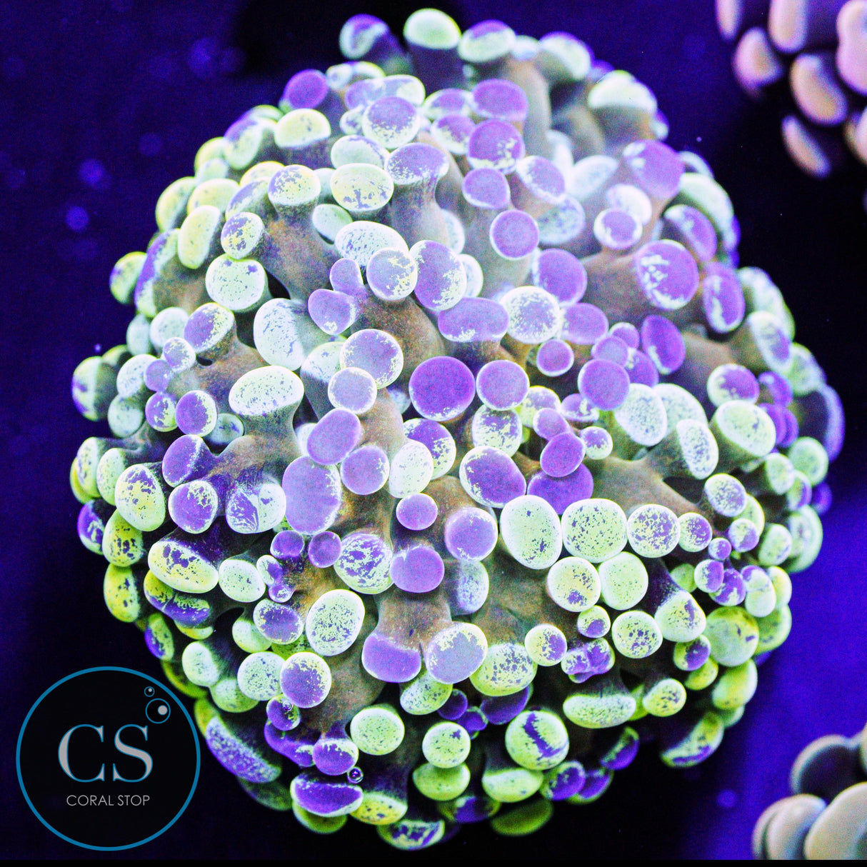 Ultimate Gold Stem Splatter Hammer