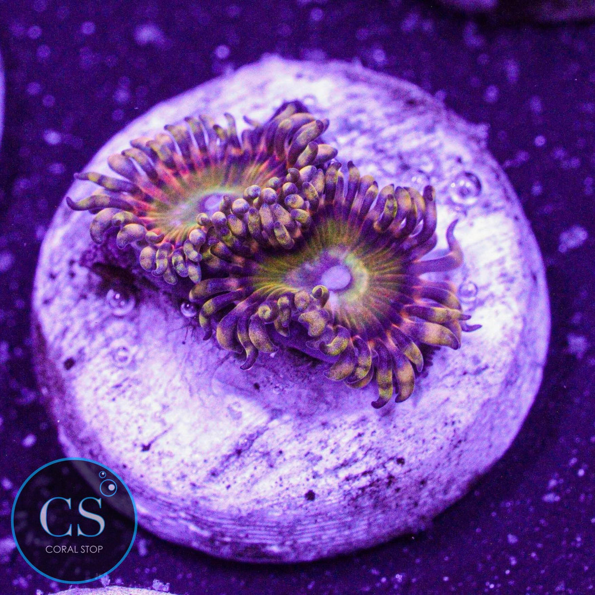 GB Rainbow Troll Zoa