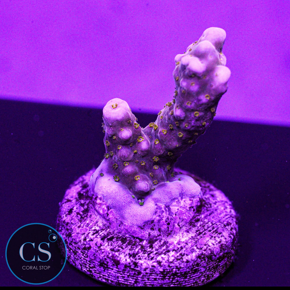 WWC Mojo Man Acro
