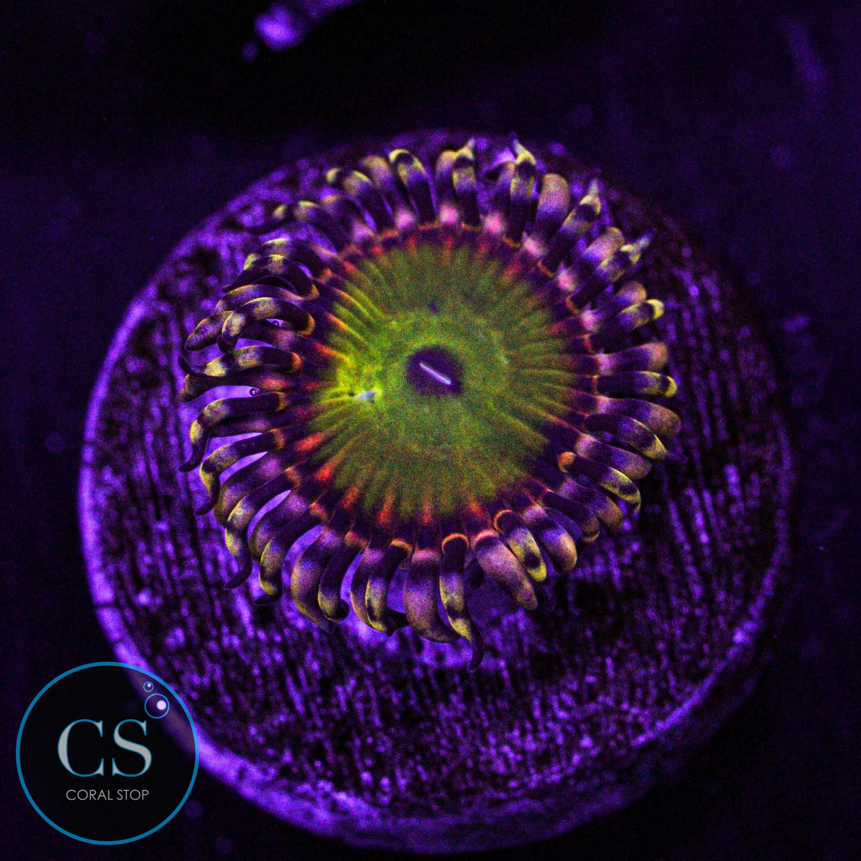 GB Rainbow Troll Zoa
