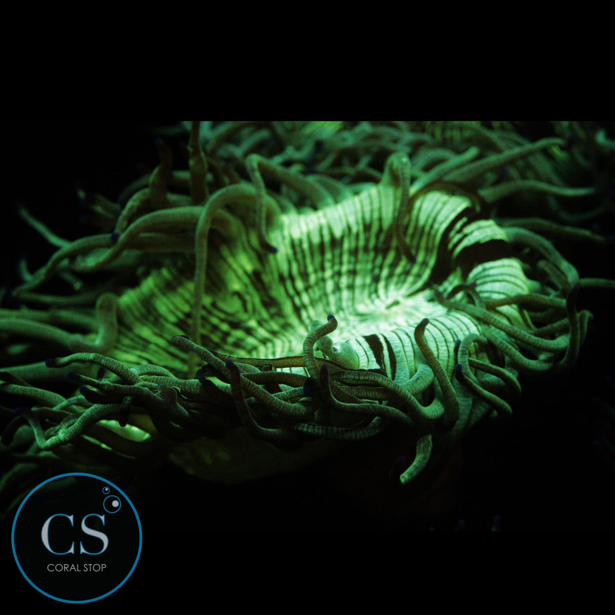 3"+ ELEGANCE CORAL