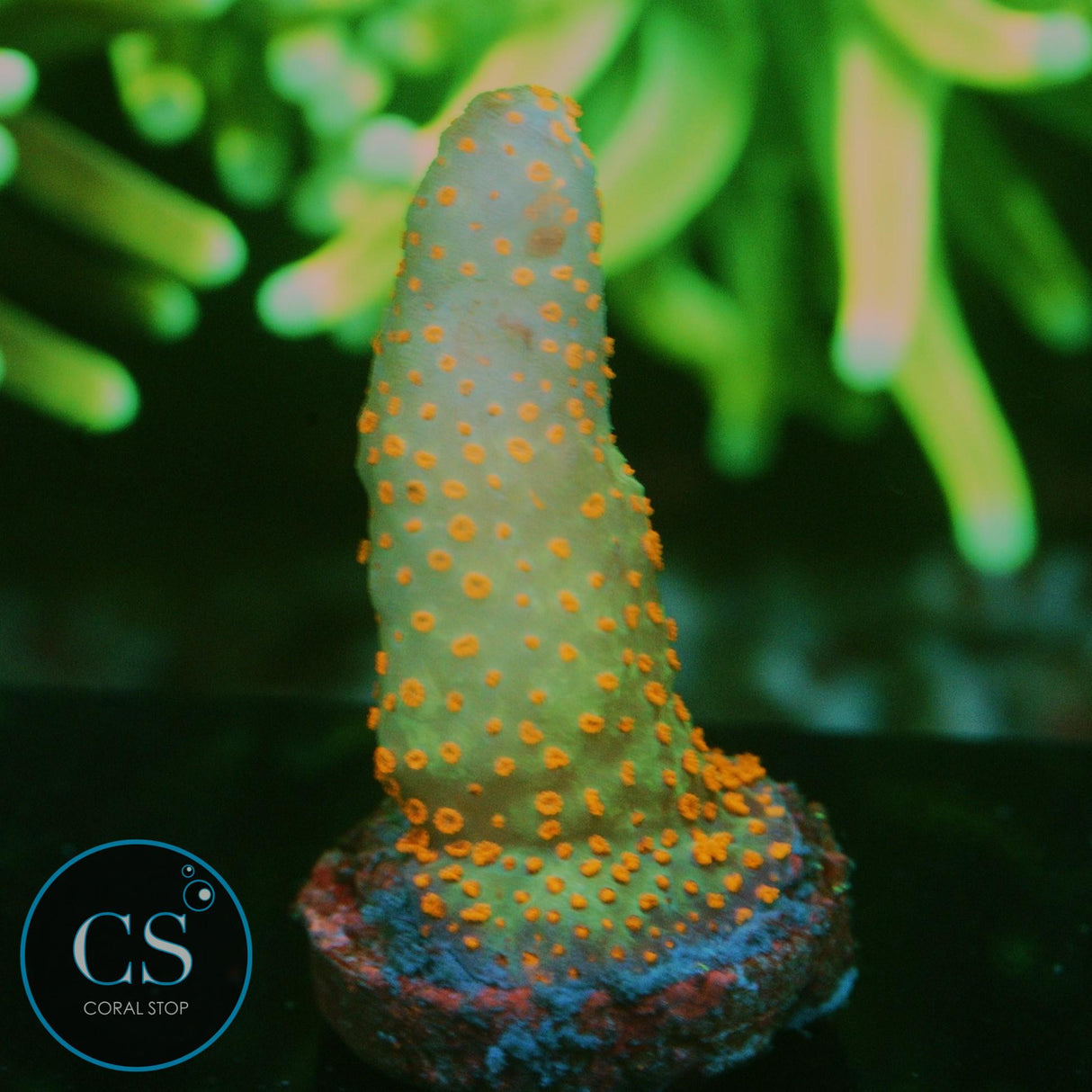 BUBBLEGUM DIGITATA