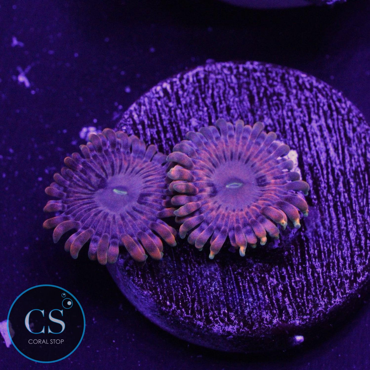 FAIRY FARTS ZOA