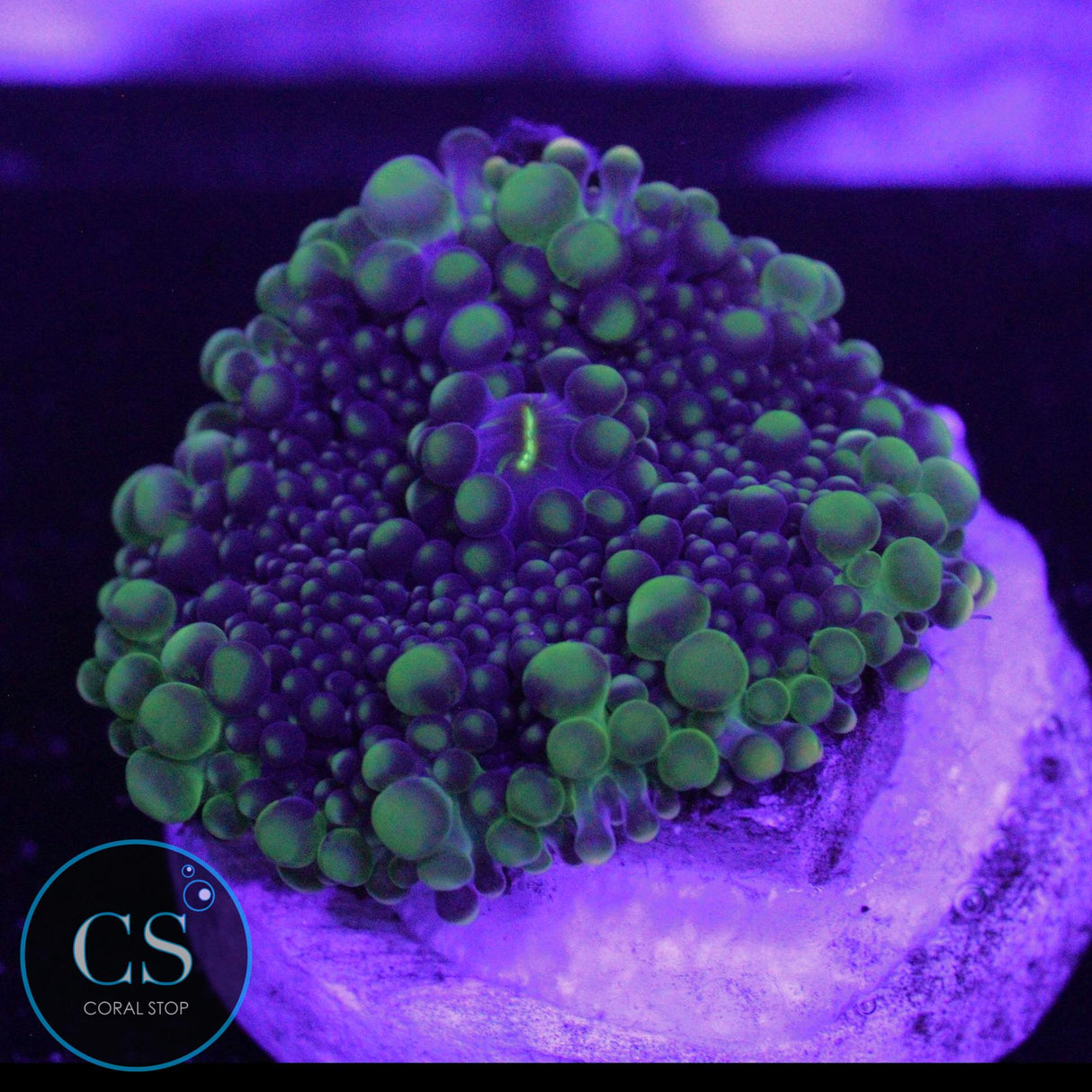 CS NEW RELEASE GREEN GODZILLA MUSHROOM