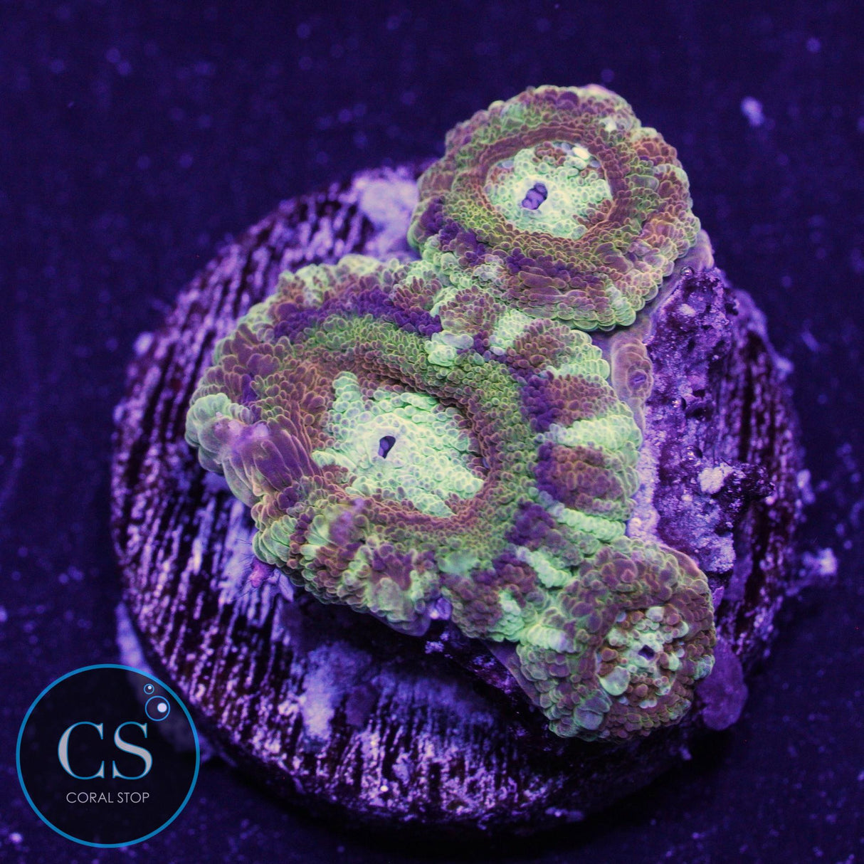 GOLD RING ASIAN ACAN