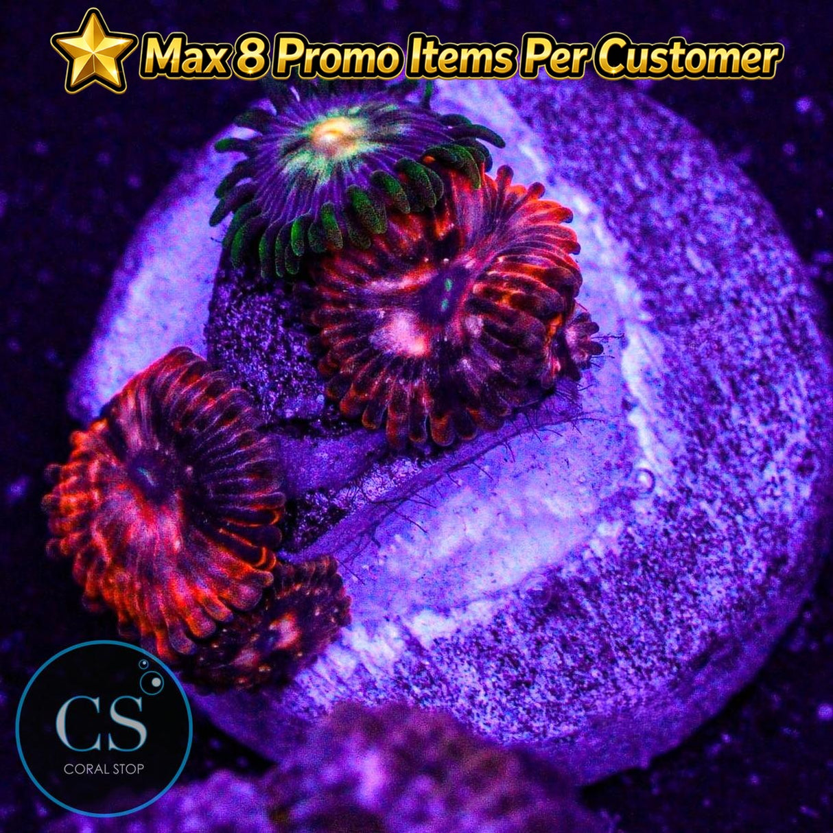 Combo Zoa