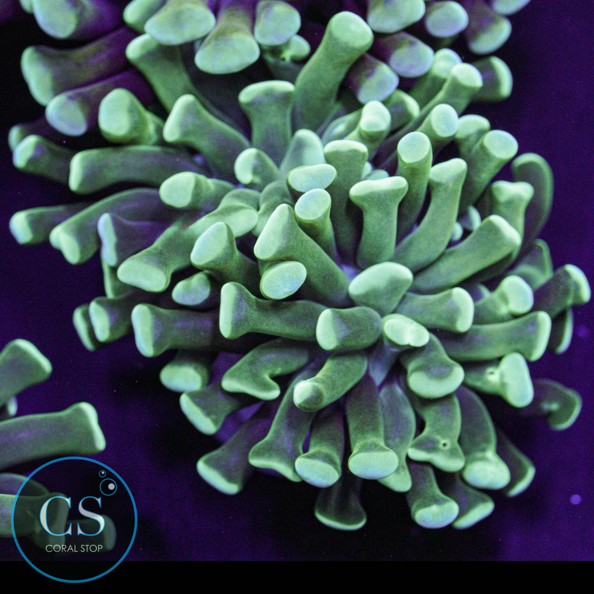 Shamrock Hammer