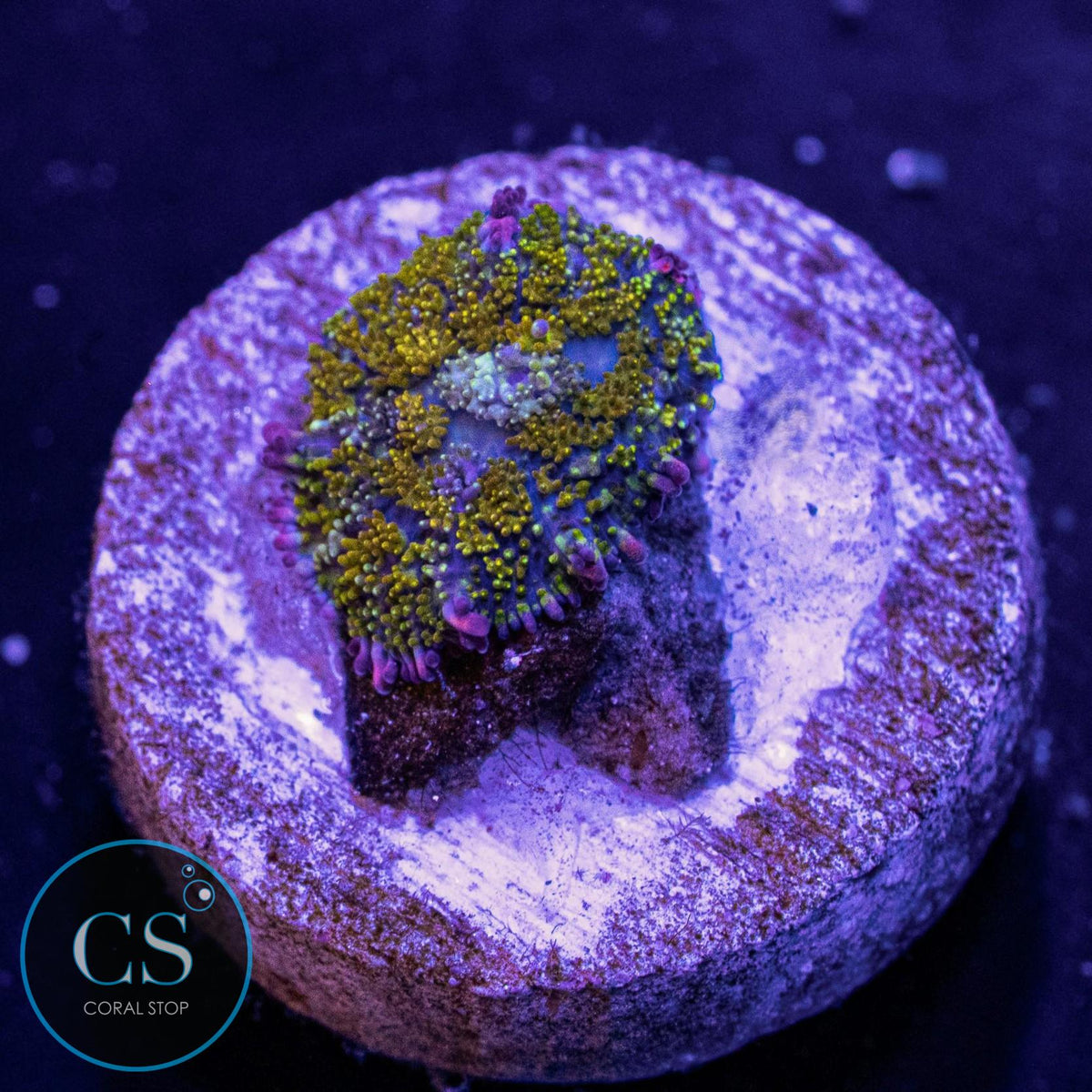 Gonzo Gold Dragon Bounce Mushroom