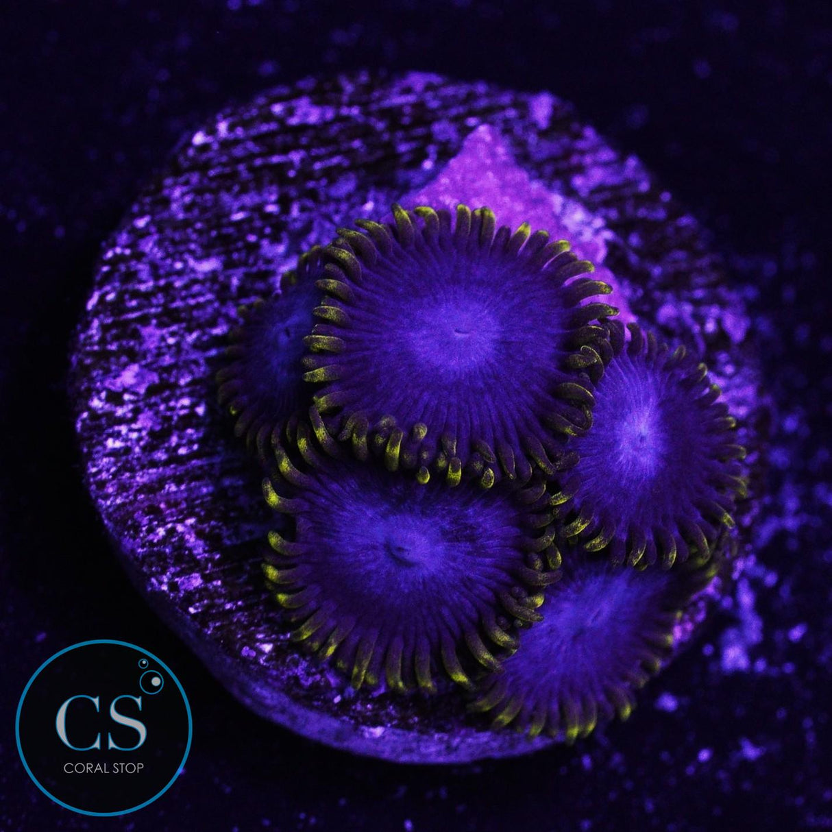 Forgot Name Zoa