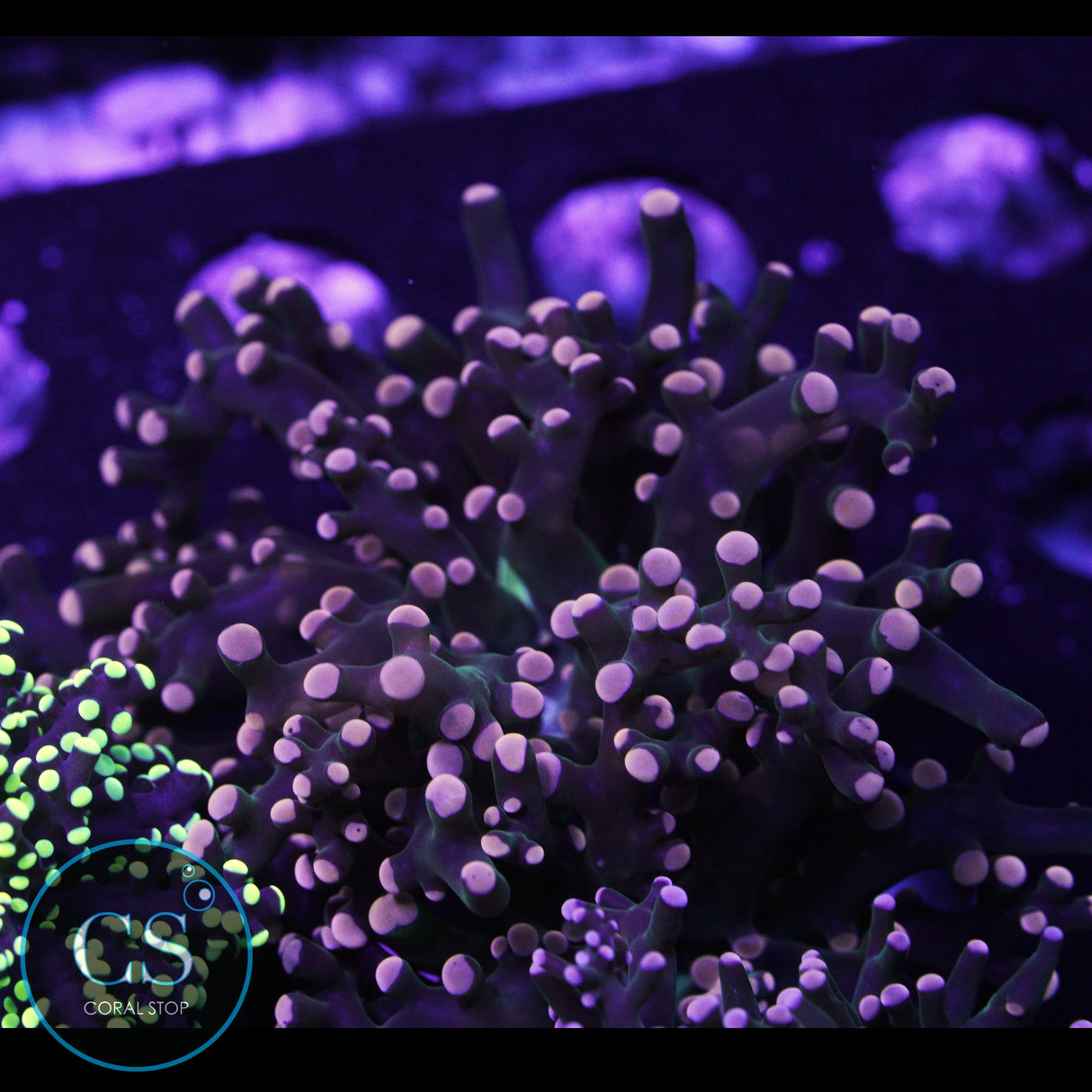 Miami Hurricane Frogspawn