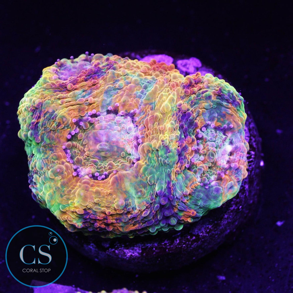 Rainbow Acan Echinata