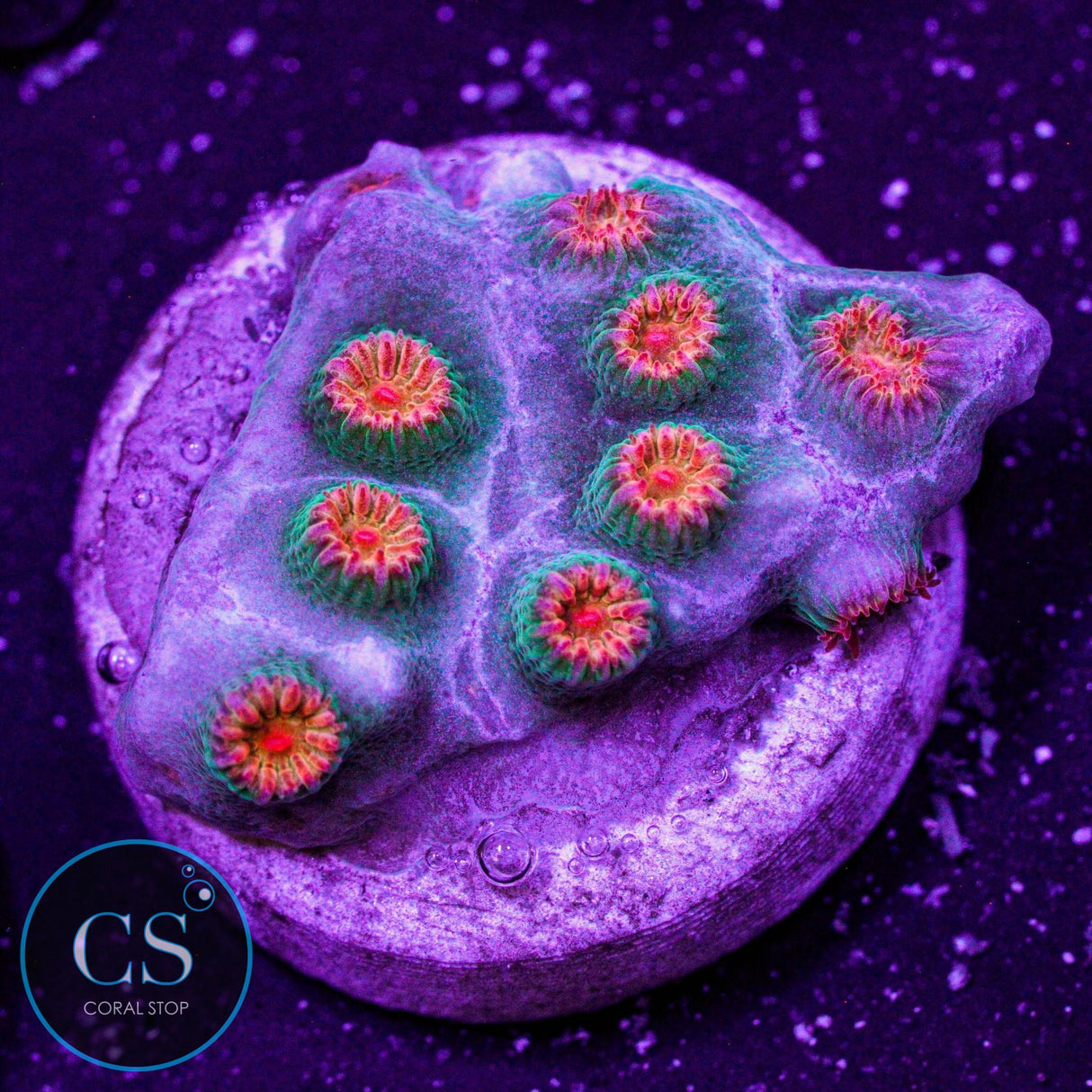 Meteor Shower Cyphastrea