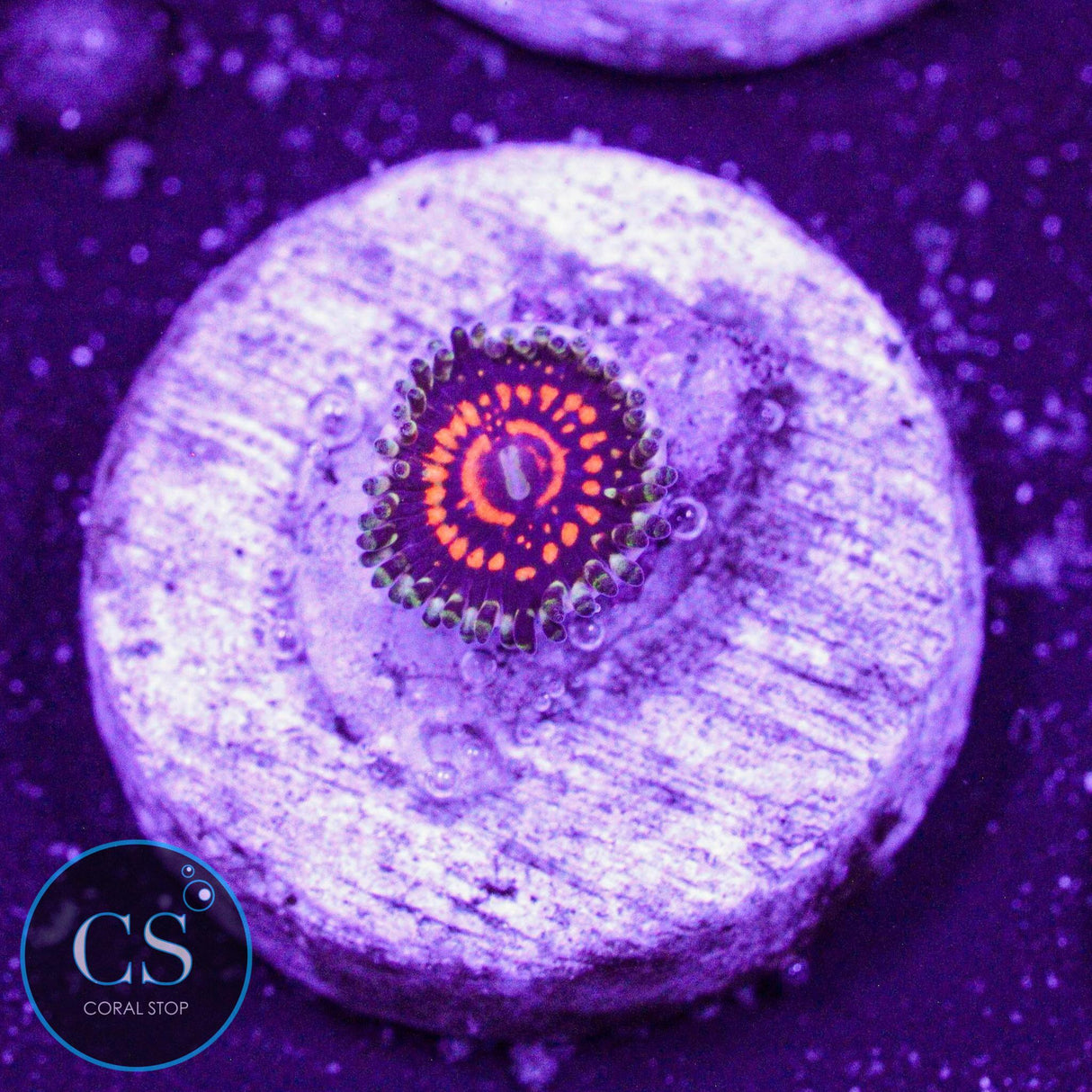 Ultimate Space Monster Zoa