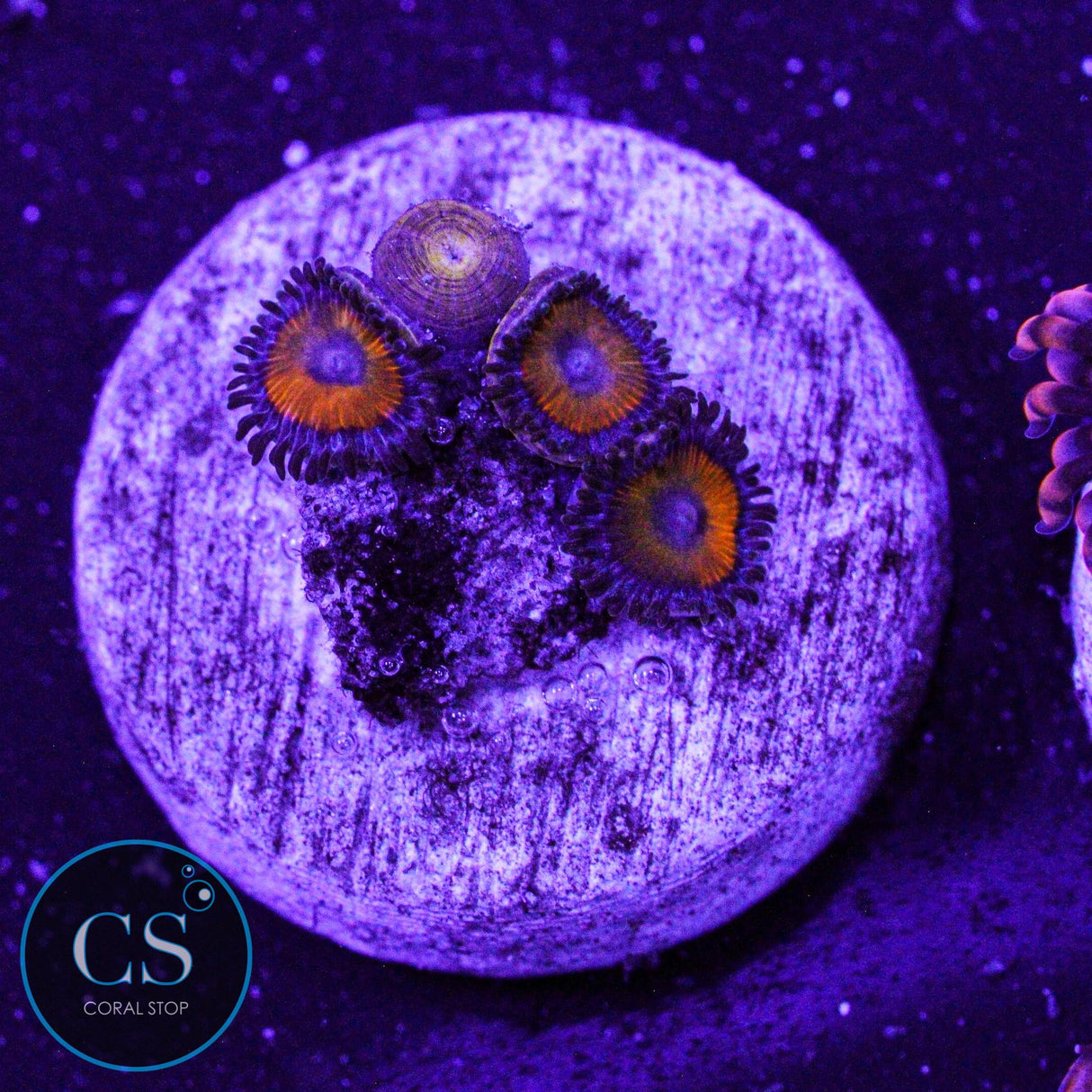 Firecracker Zoa