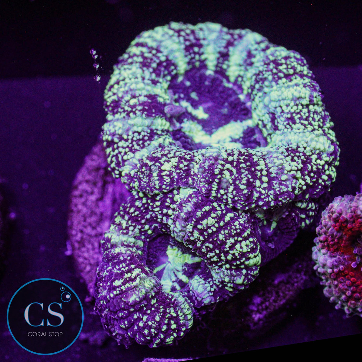 Splattered Mime Asian Acan