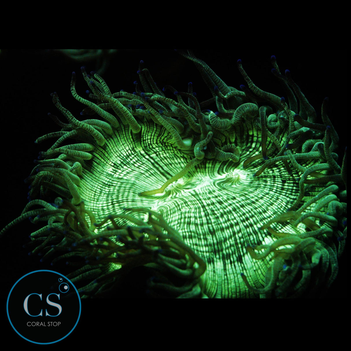 3"+ ELEGANCE CORAL