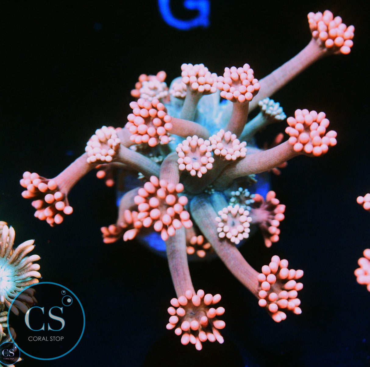 CS BUBBLISCIOUS GONI