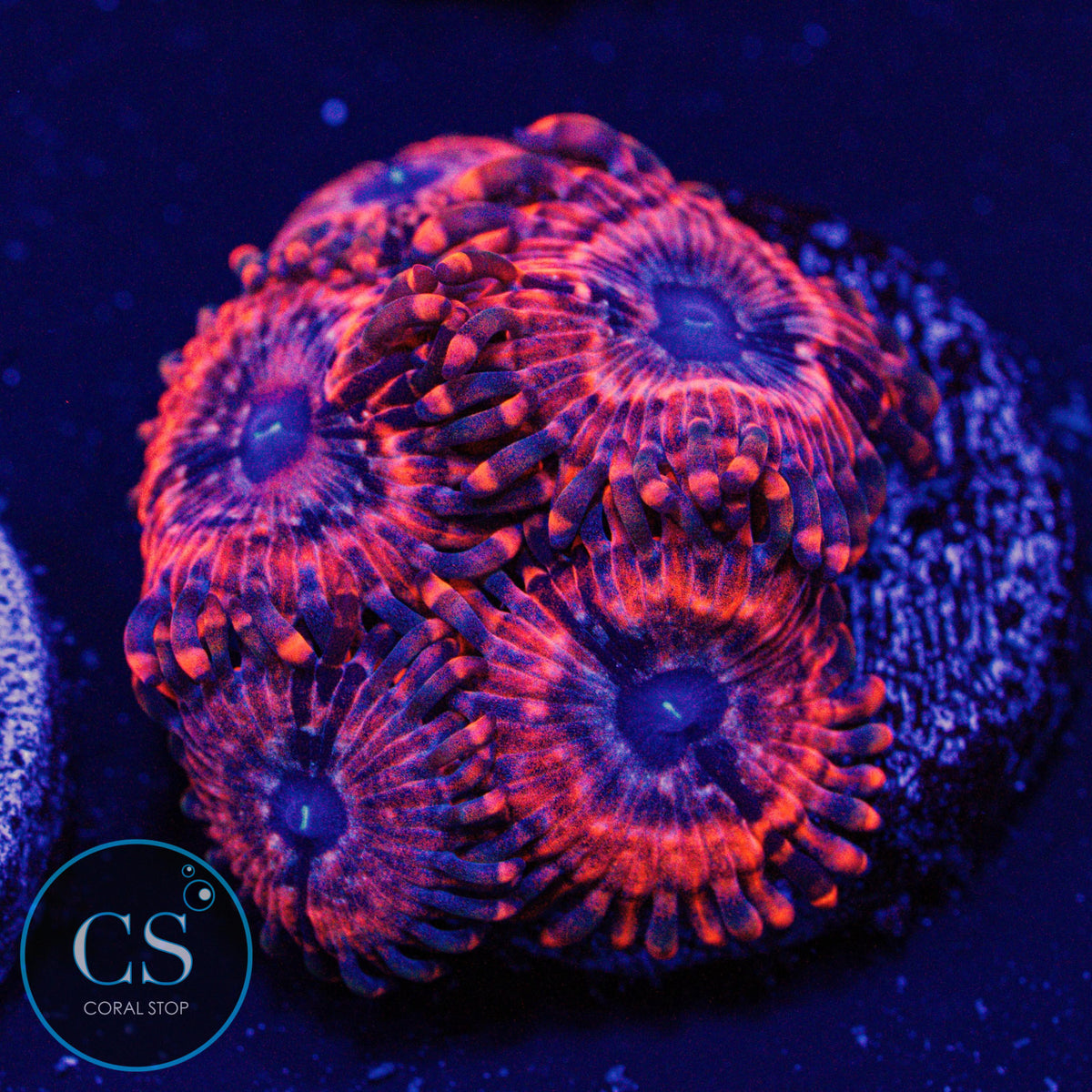 Utter Chaos Zoa