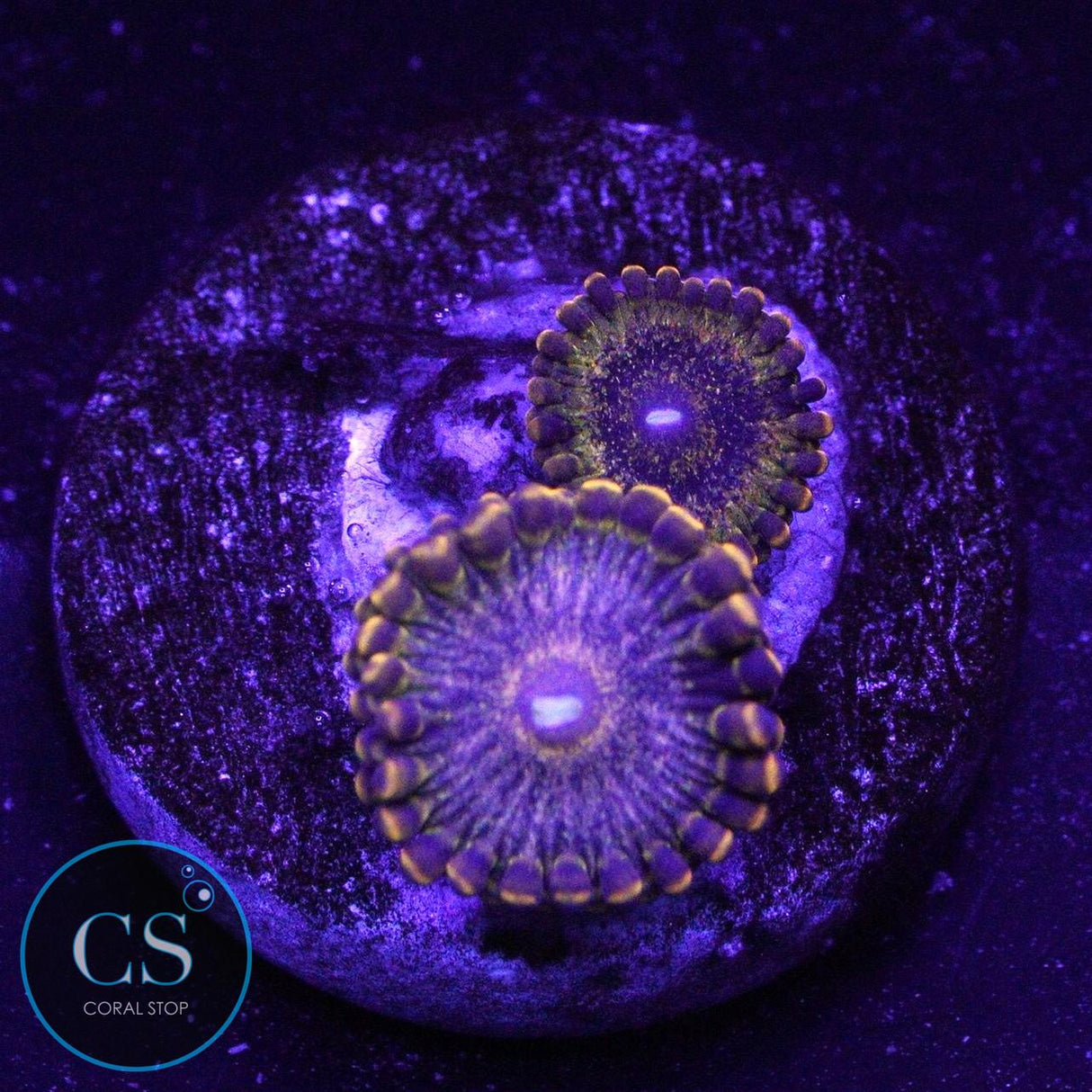 GOLD MAUL ZOA