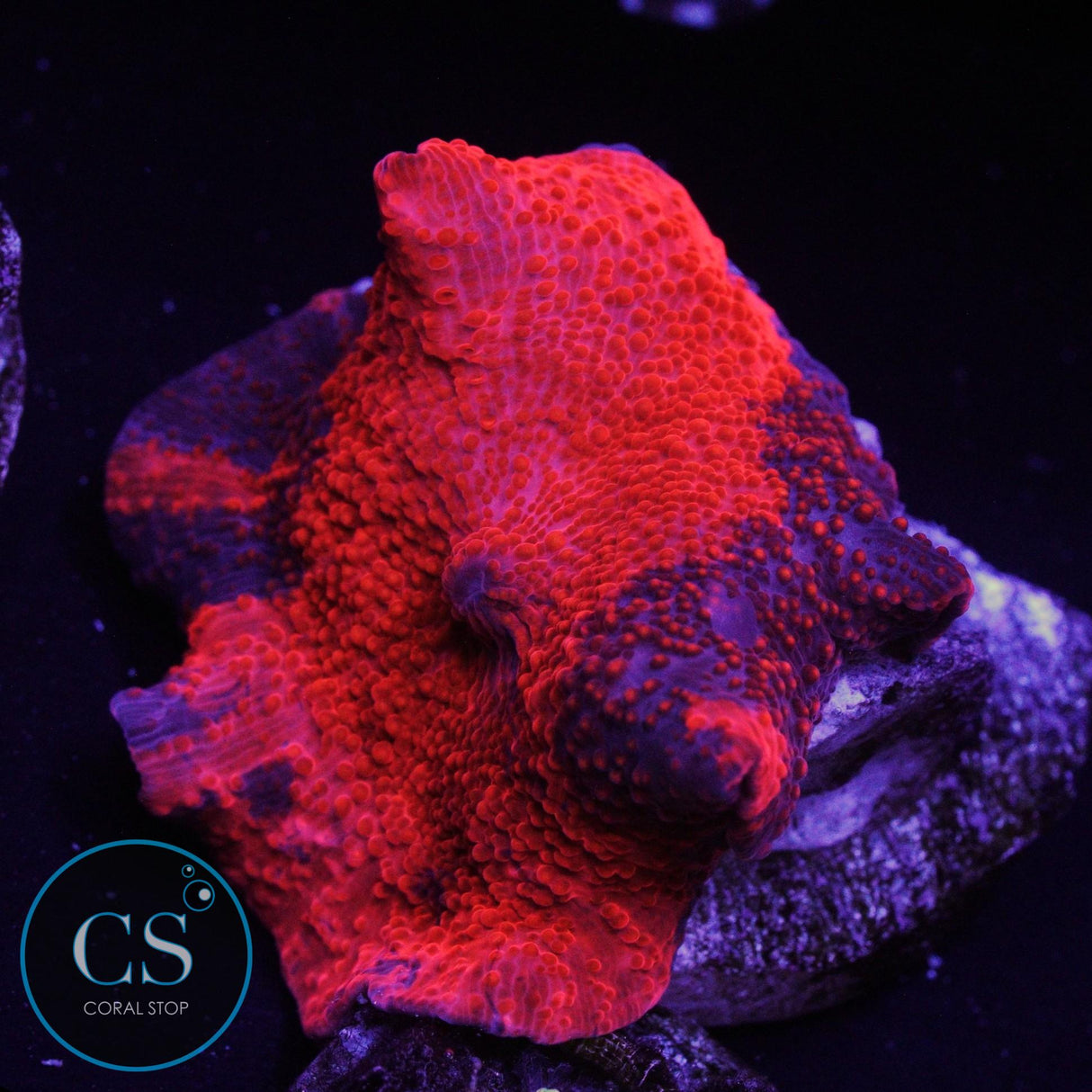 ULTRA DEADPOOL JAWBREAKER MUSHROOM