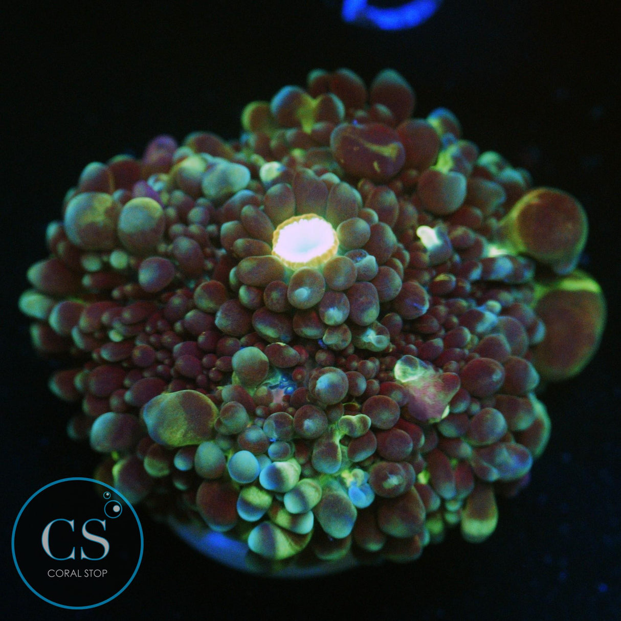 BUBBLISCIOUS VIETNAM YUMA