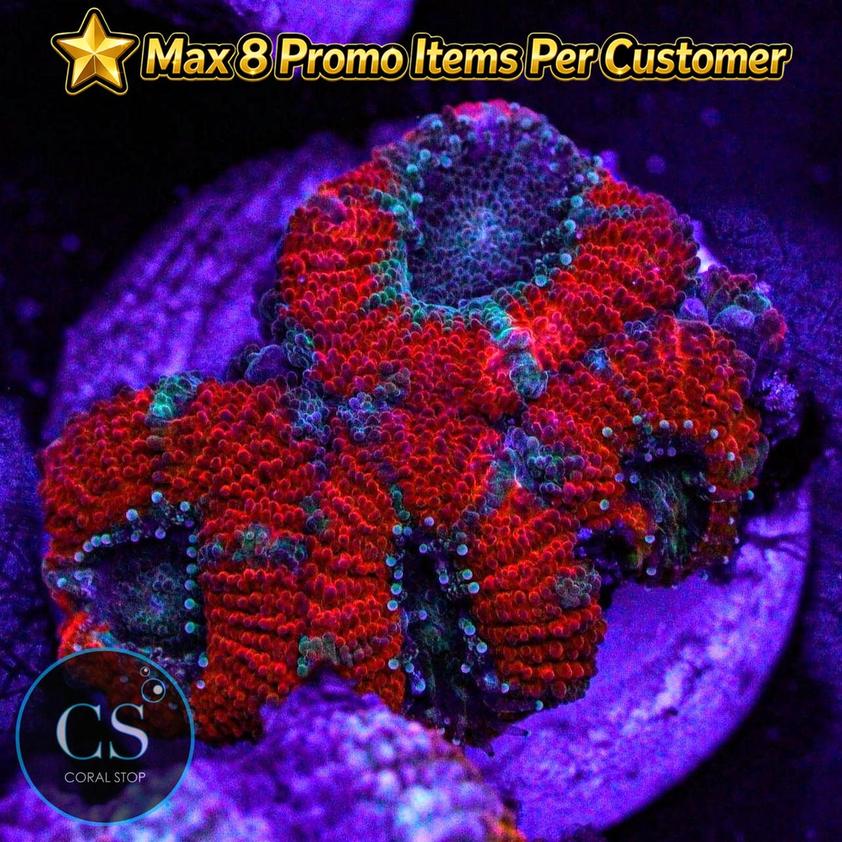 Demon Dungeon Asian Acan