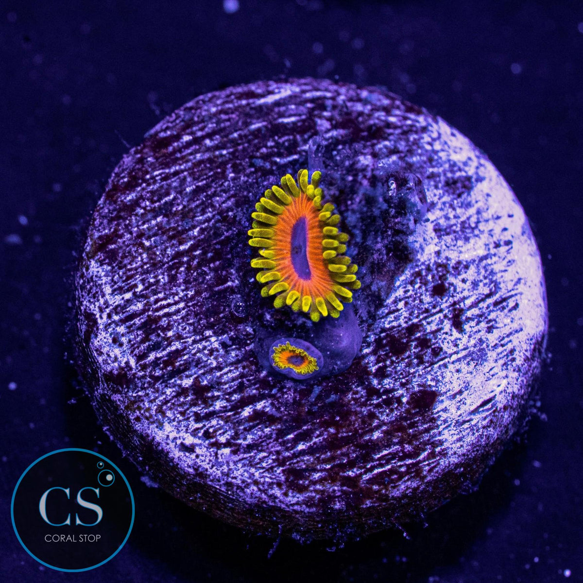 Great Owl Zoa