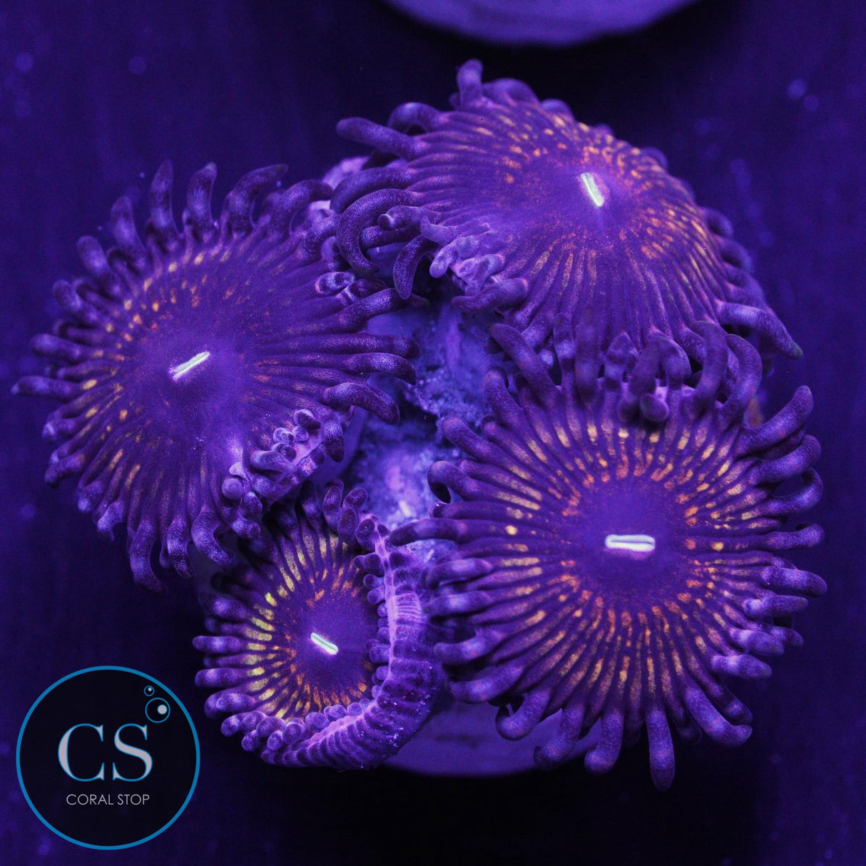 CS Creepy Crawler Zoa
