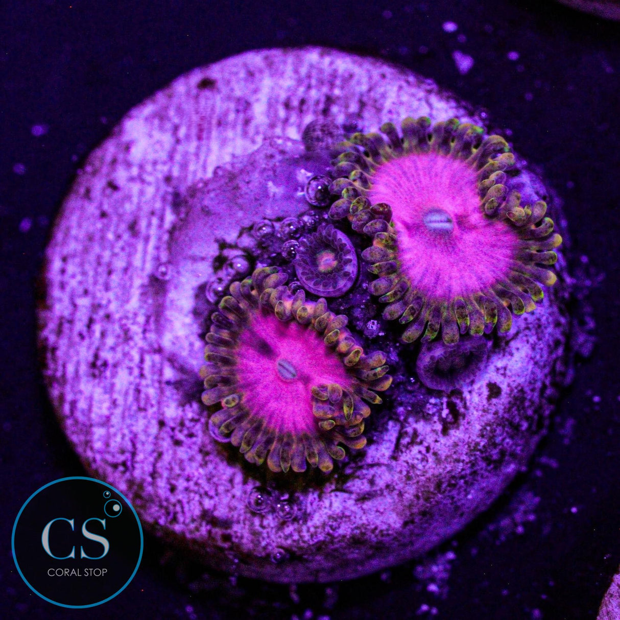 RR Pink Diamond Zoa