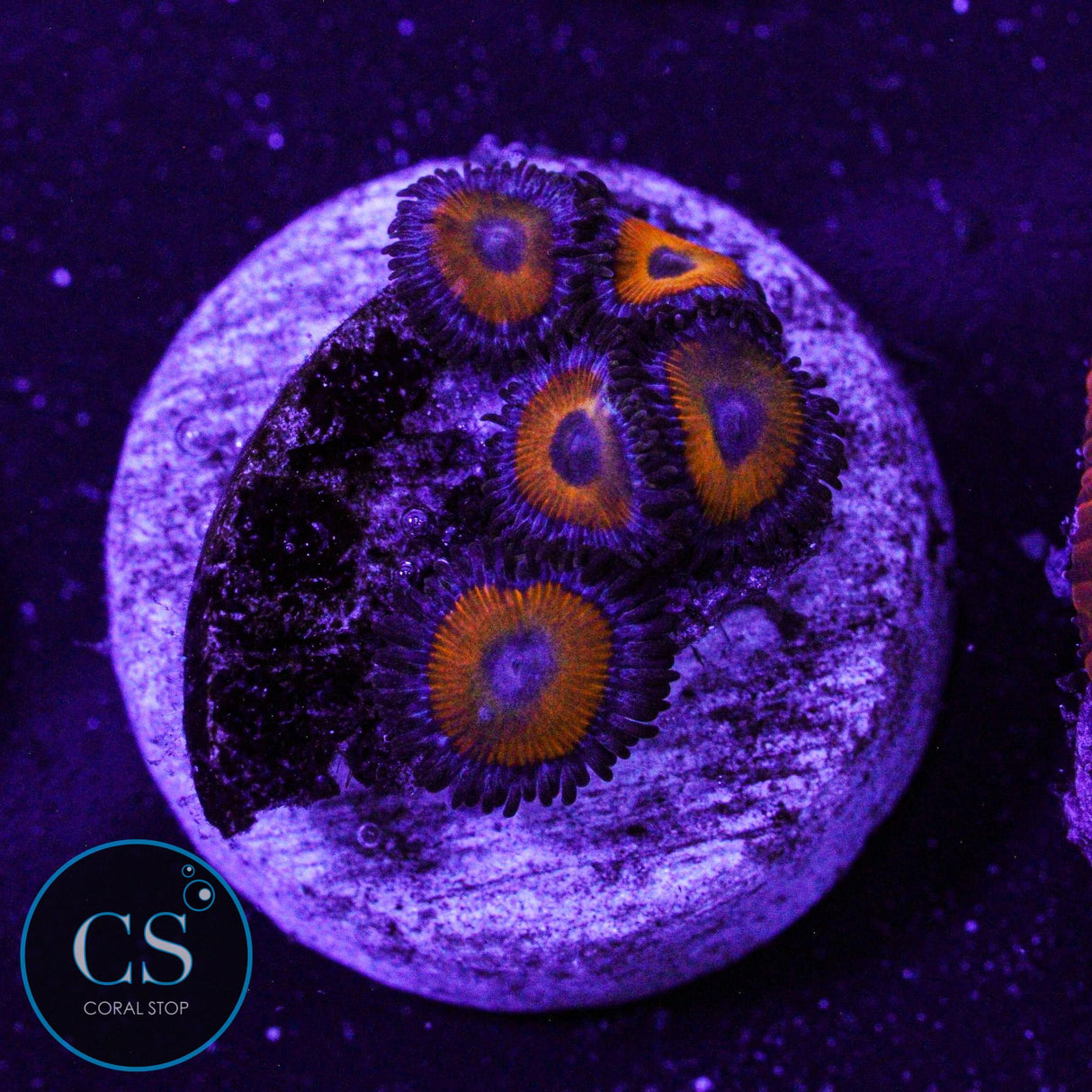 Firecracker Zoa