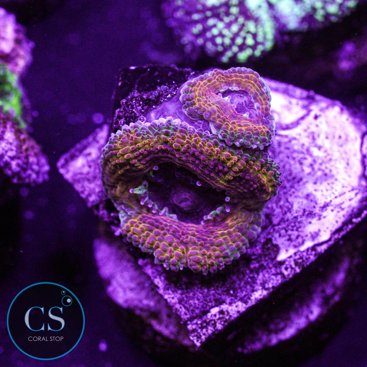 PBJ Acan