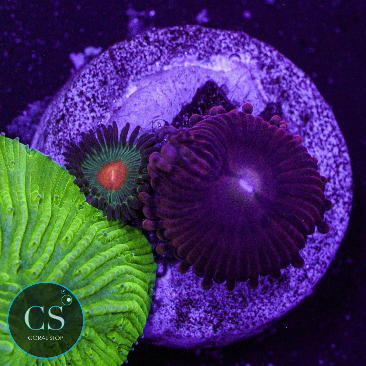 Green Bay Packers Zoa
