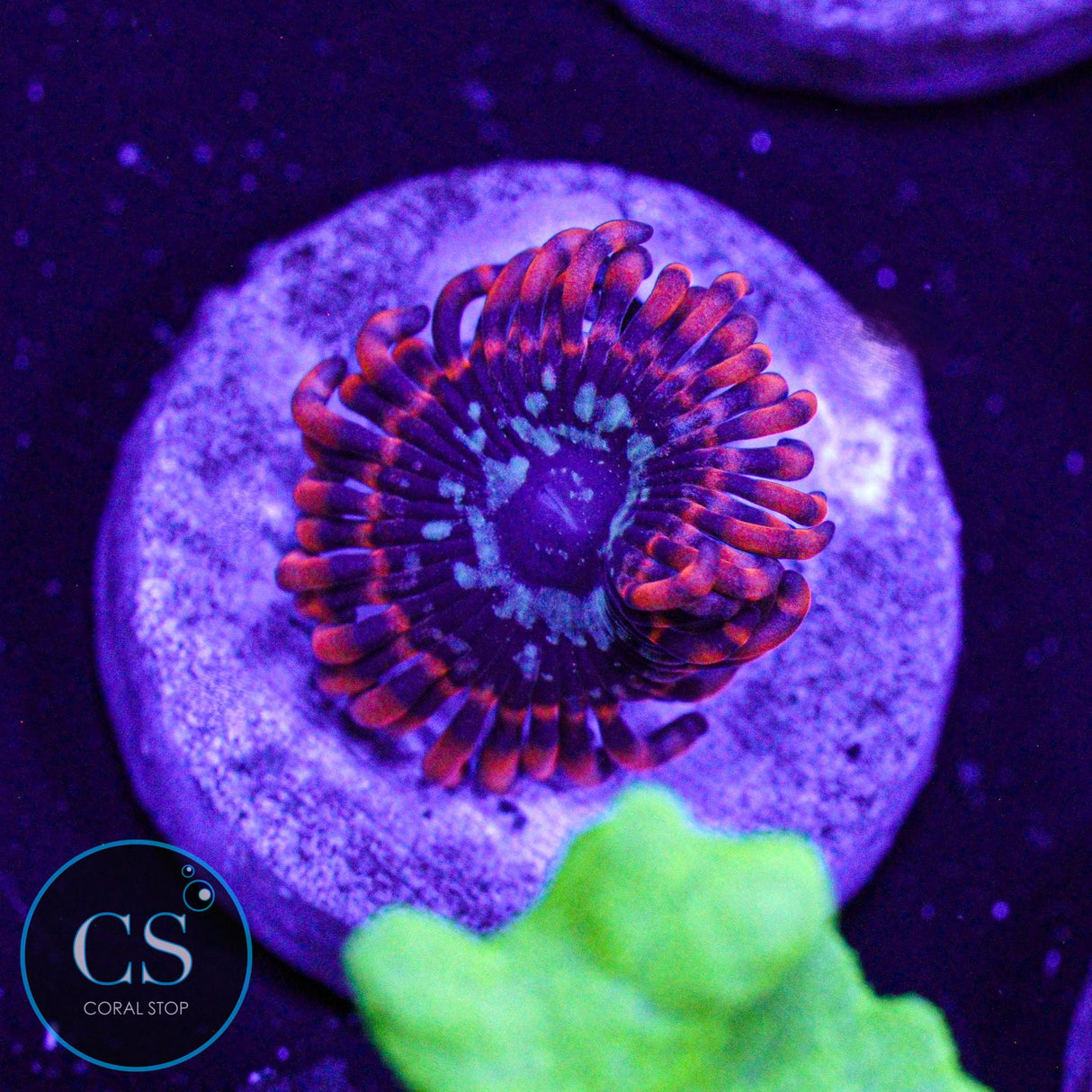 Java Chaos Zoa