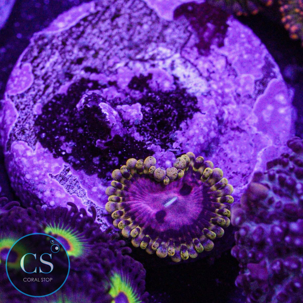 RR Pink Diamond Zoa