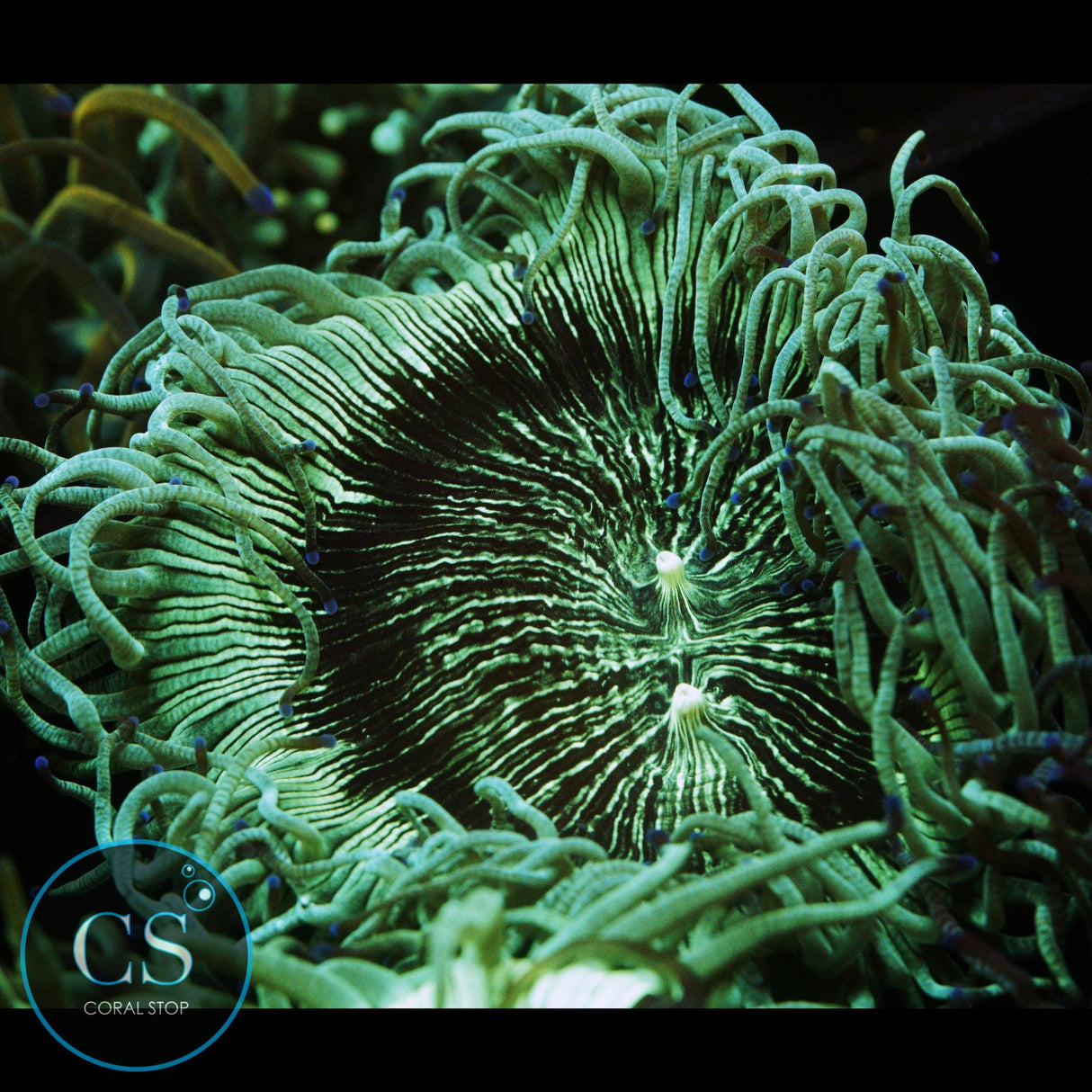 3"+ ELEGANCE CORAL
