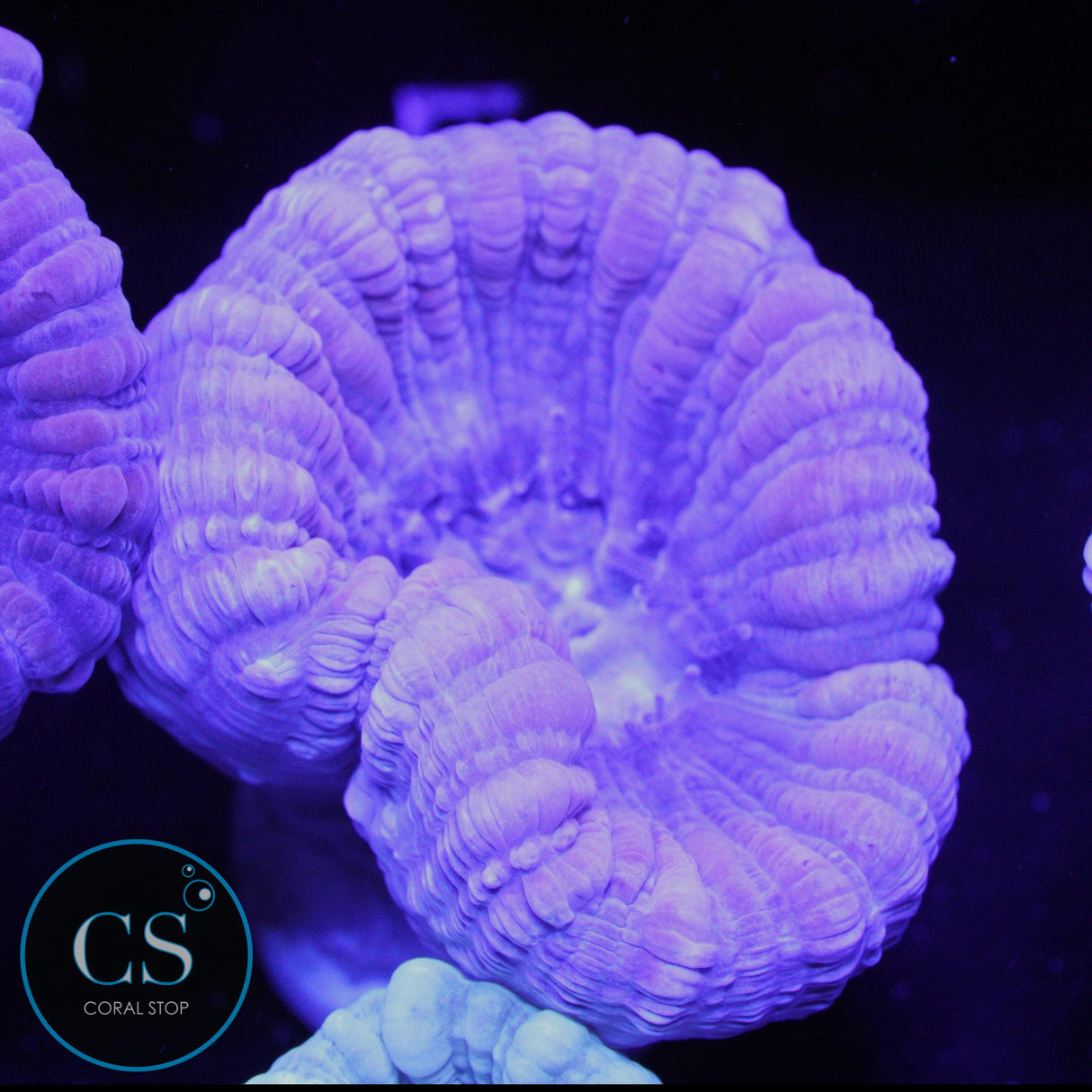 REEF BUILDERS XL PURPLE CANDY CANE