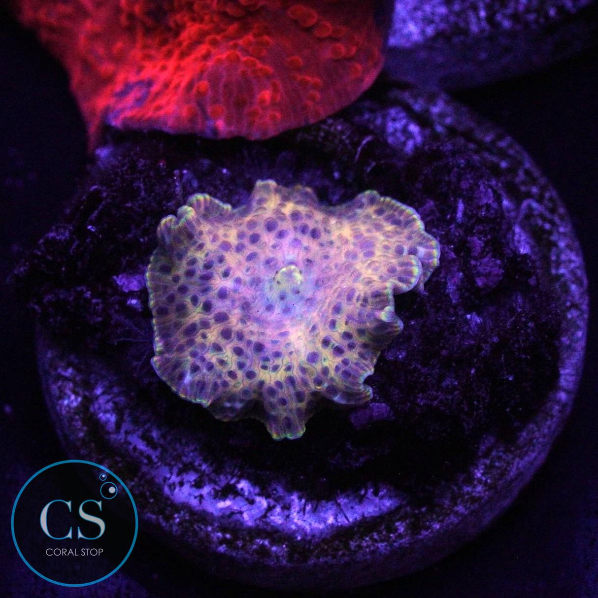 GOLDEN LEOPARD DISCO MUSHROOM