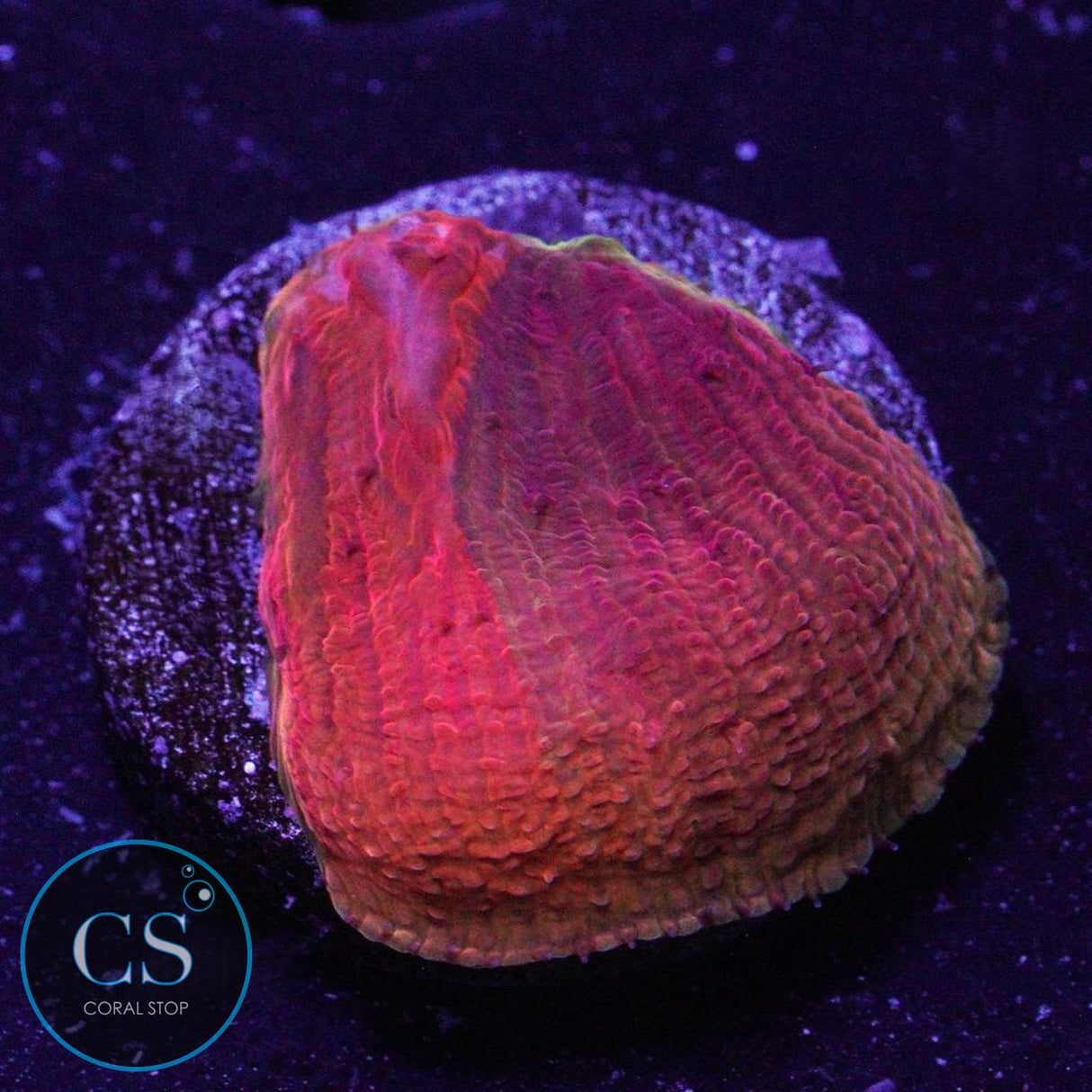 WWC DIABLO RAINBOW DIASERIS PLATE