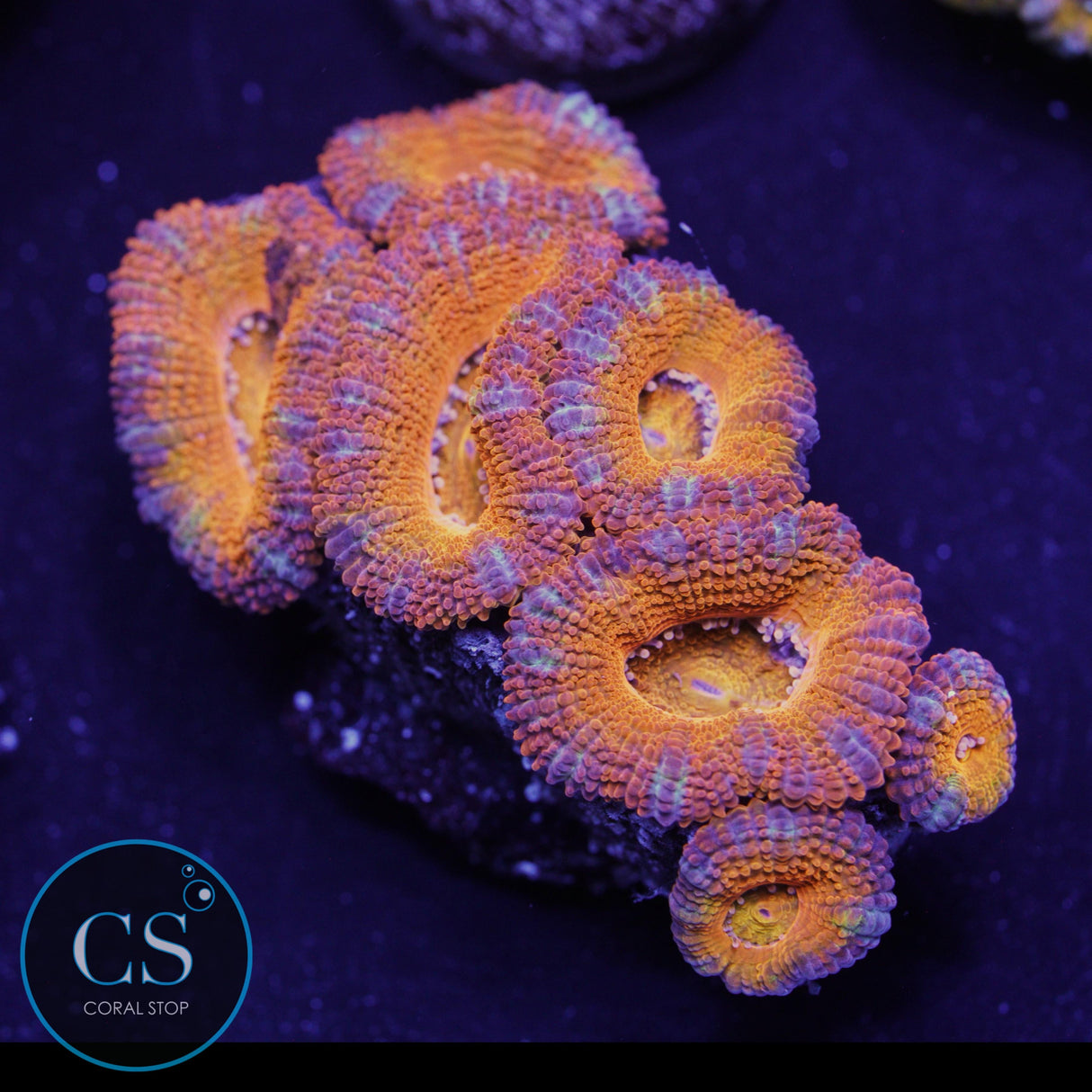 AUSSIE ACAN