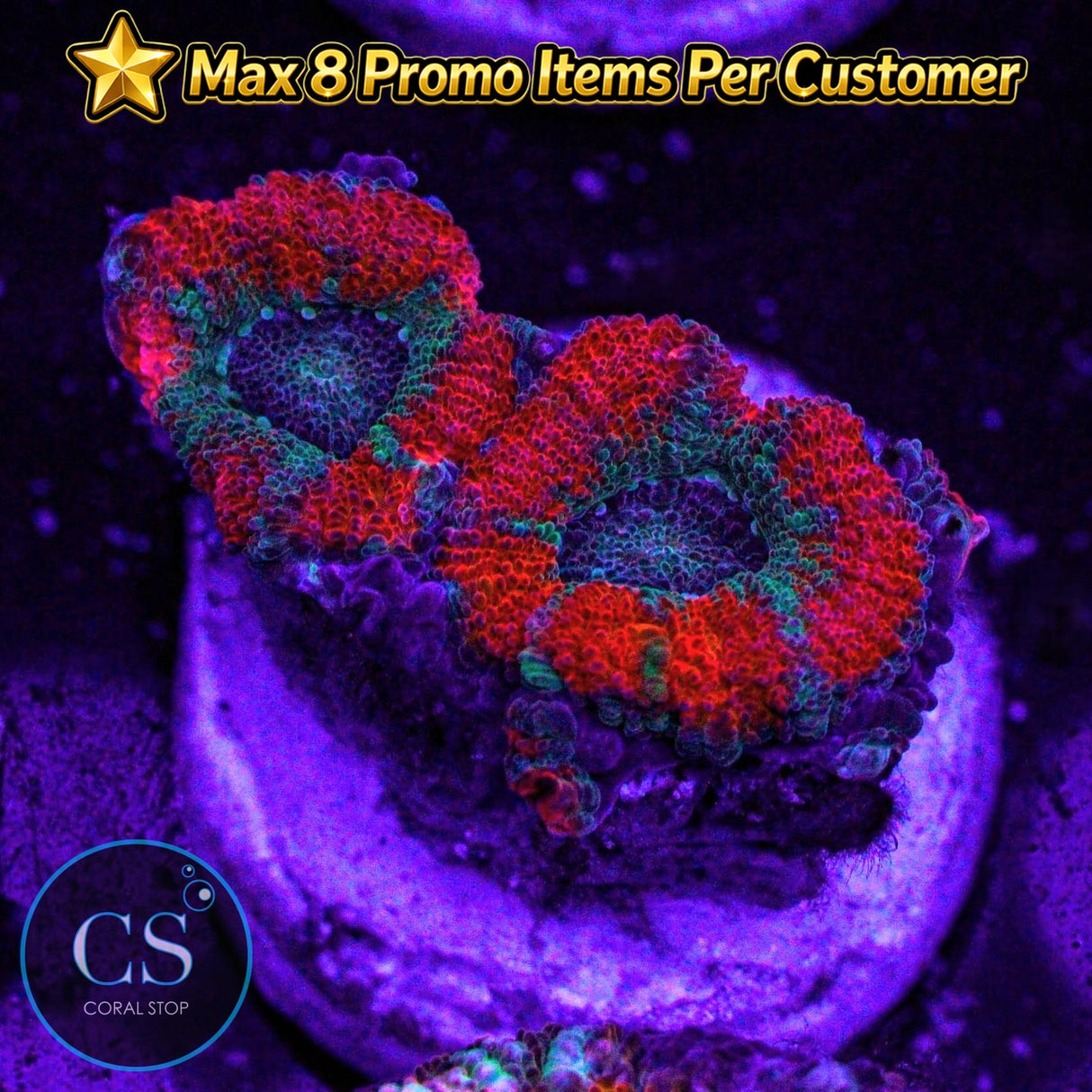 Demon Dungeon Asian Acan